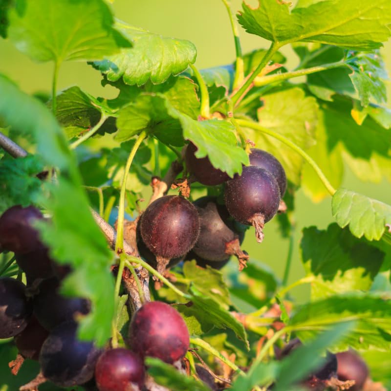 Jeanne Gooseberry Tree Plant Live, Gooseberry Bush Live, 5-10 Inch Tall, Gooseberry Plant Live for Planting Outdoors, Sweet Gooseberry Bareroots