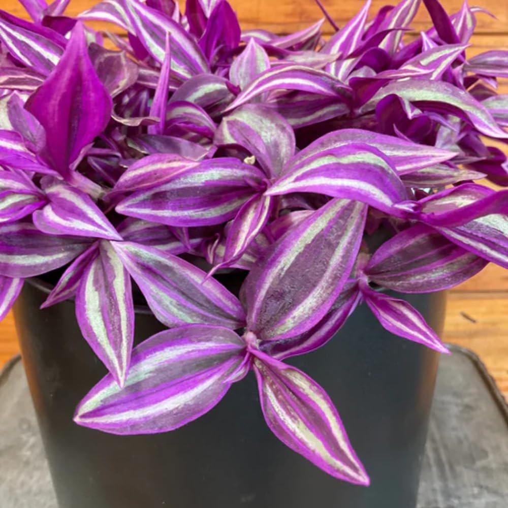 Wandering Jew Live Plant, Tradescantia Live Plant in 3 Inch Pot, Pink Wandering Jew Plants Houseplant for Planting Indoor Outdoor Garden
