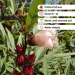 Roselle Hibiscus Plant Live, Hibiscus Sabdariffa Plant, Red Sorrel Jamaica Live Plant, Well Rooted, 6 to 8 Inches Tall, Red Roselle Shrubs for Outdoor Planting