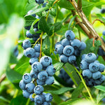 3 Blueberry Plants Live for Planting, Highbush Blueberry Bush Live Plants 1 Year Old (3 Northern Blueberry Plants)