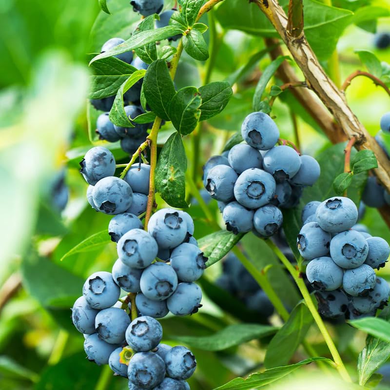 2 Blueberry Plants Live, Blueberry Trees Live Plant, Blueberry Bush Live Plant, 5-12" Tall, Blueberries Fruit Tree Ready to Grow (Duke Blueberry Plants)