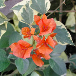 2 Orange Ice Bougainvillea Plants Live, Flowering Bougainvillea Vine for Outdoor Garden or Trellis, 5-9 Inch Tall, Very Hardy
