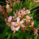 Live Oleander Plant from 5 Inc, Salmon Oleander Flower Plant Live, Well Rooted