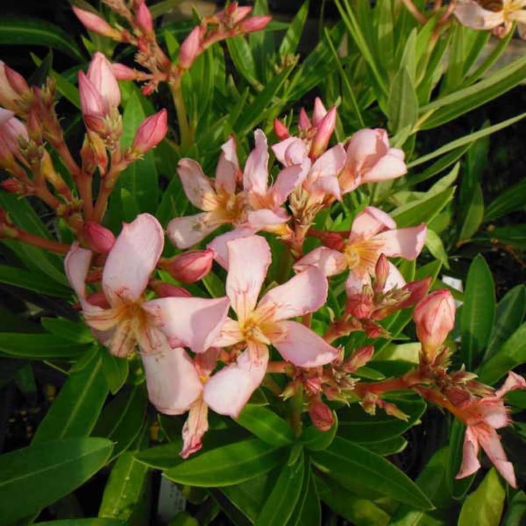 Live Oleander Plant from 5 Inc, Salmon Oleander Flower Plant Live, Well Rooted