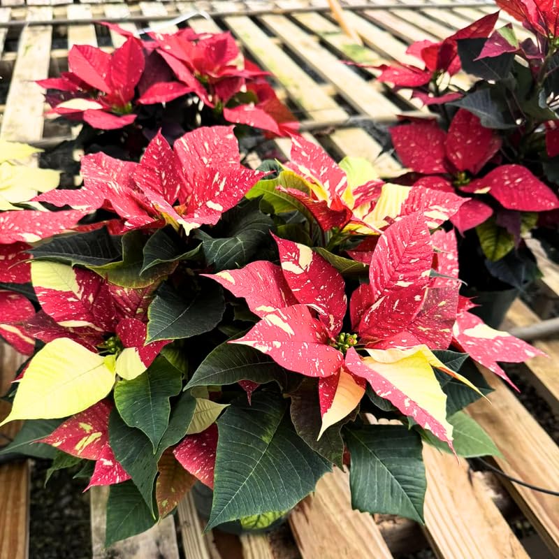 2 Poinsettia Plants Live, Variegated Poinsettia Flowers Christmas Decorations, Holiday Houseplant, Poinsettias Trees Plants, No Pot, 5-9" Tall