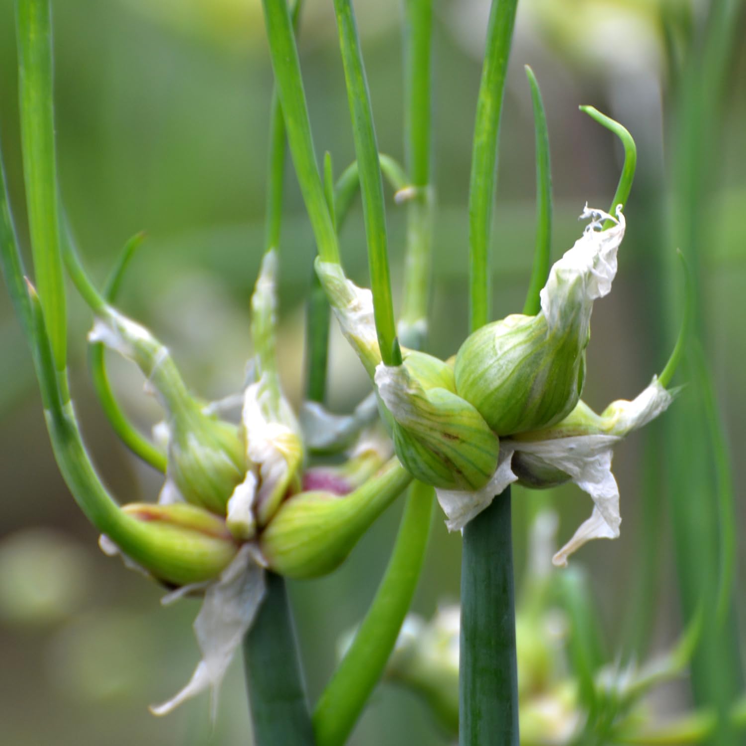 Green Walking Onions Live Plants in 4 Inch Pot, Live Egyptian Walking Onions for Planting, Heirloom Perennial Onion Bulb Plant for Outdoors, Containers, Easy to Plant