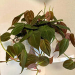 Velvet Philodendron Plant Live, Rare Tropical Variegated Live Indoor Houseplant, Starter Plants No Pot, 5-9" in Tall