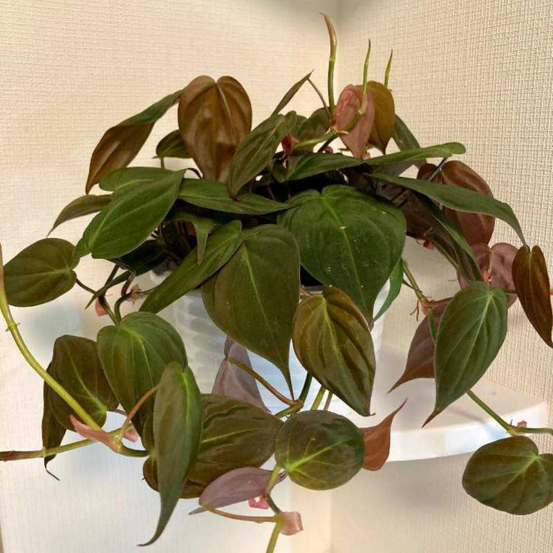 Velvet Philodendron Plant Live, Rare Tropical Variegated Live Indoor Houseplant, Starter Plants No Pot, 5-9" in Tall