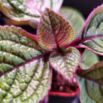 Pack 2 Swedish Ivy Plants Live Indoors in One Pot, Plectranthus Swedish Ivy House Plants, Live Swedish Ivy Vine, 4-6" Tall (Purple Swedish Ivy)