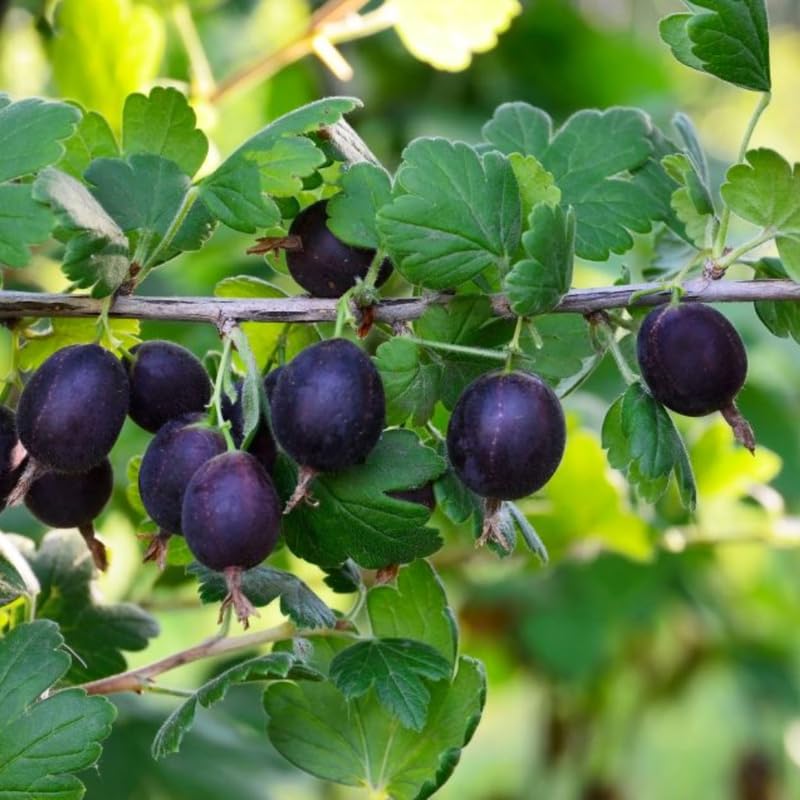 Sweet Gooseberry Plant Live for Planting, 5-9 Inch Tall, Gooseberry Bush Live Plant, Gooseberry Fruit Tree Plant, Gooseberry Bareroot, Gooseberry Tree (Black Velvet Gooseberry)