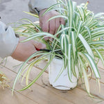 Variegated Curly Spider Plants Live, Spider Live Plant, Vine Houseplant Live, 4 Inches Pot