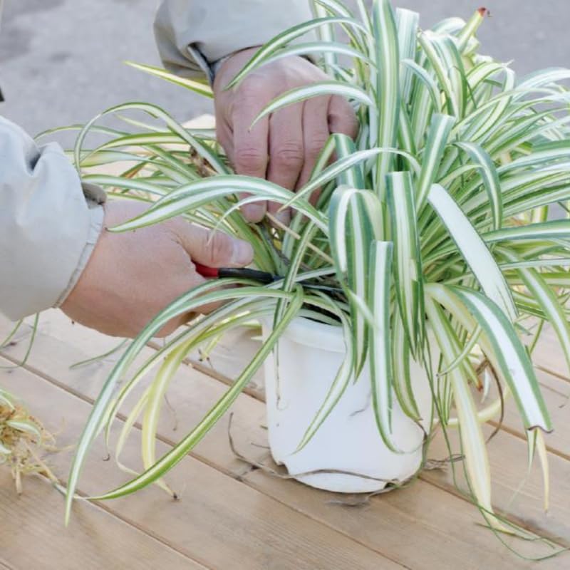 Variegated Curly Spider Plants Live, Spider Live Plant, Vine Houseplant Live, 4 Inches Pot