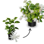 2 Jasmine Plants Live, 5 to 7 Inc in Height, Jasmine Flower Plant Live Climbing Flower Perennial, White Flowers