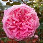 Rose Plant Live for Planting, Bareroot 6-10 Inch Tall, Climbing Vine Bush Shrub for Flowering (Cant Pink Rose)