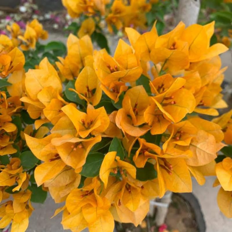 Set 2 Golden Bougainvillea Live Plants 4-7 Inches Tall, Vibrant Bumgainvillea Flowering Vines for Garden, Patio Containers and Indoor Growing