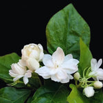 2 Packs of Jasmine Plant Indoor Live, Maid of Orleans Sambac Jasmine Flower Plant