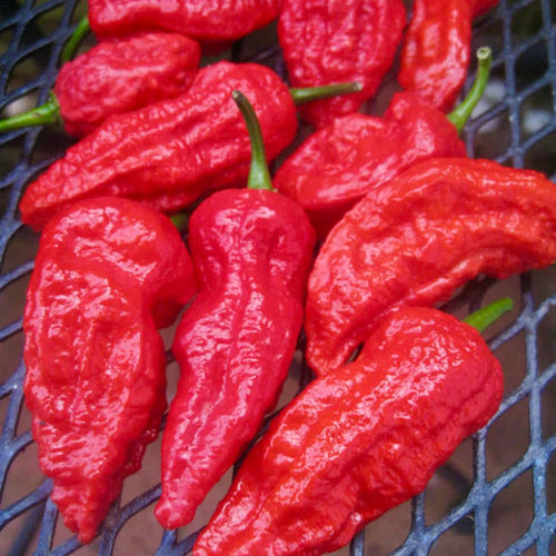 1 Large Plant Dragon Breath Pepper Live Plants Per Pot, 100 Days Old Pepper Plant Well Rooted Seedlings, Hot Peppers for Year Round Harvesting