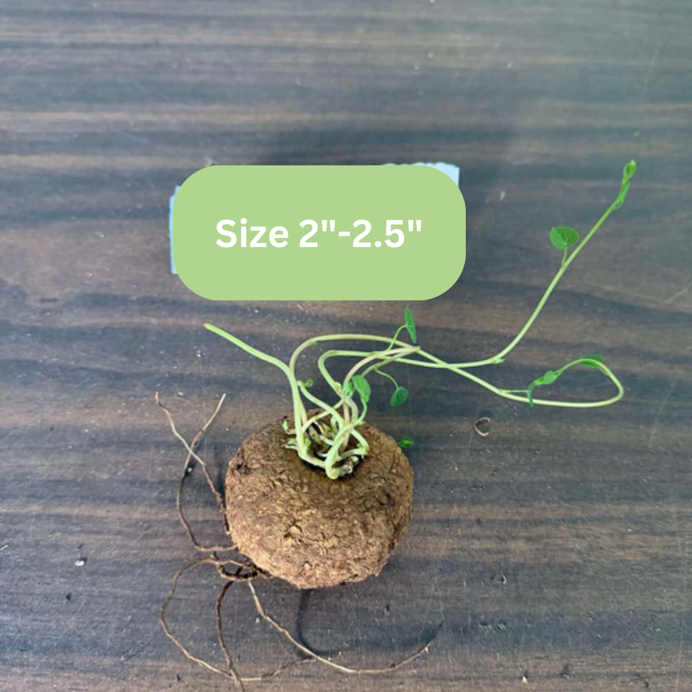 Rare Stephania Cephalantha Caudex Plant, Sprouting Succulent for Home Décor, Size 2-2.5 Inches Wide, Indoor Outdoor Ornamental, Already Sprout