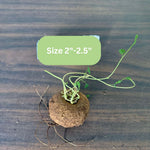 Stephania Plant, Stephania Cephalantha Live Caudex, 2-2.5 Inches Wide, Rare Succulent for Indoor Outdoor Decoration, 4-5 Cm