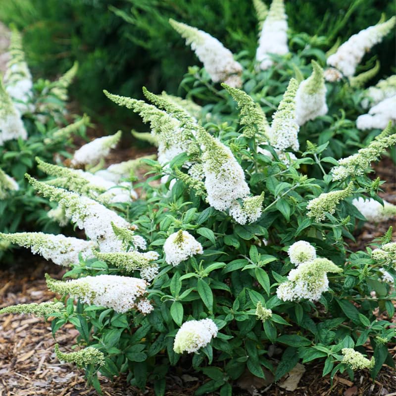 White Butterfly Bush Buddleia Butterfly Plant Live, 4-9" Tall Well-Rooted for Outdoor Gardens, Perennial Shrub, No Pot