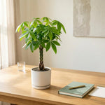 Money Tree Plant Live, Potted Money Tree, 6-10 Inc Tall, Easy Care Indoor Houseplant for Home, Office Display