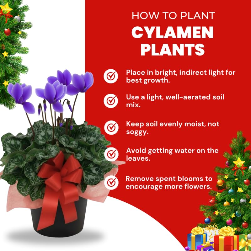 2 Purple Cyclamen Plants Live in 4" Pot, Already Bloom in Vibrant Color, Easy to Care for Indoor or Garden Flowering Houseplant