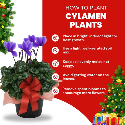 2 Purple Cyclamen Plants Live in 4" Pot, Already Bloom in Vibrant Color, Easy to Care for Indoor or Garden Flowering Houseplant