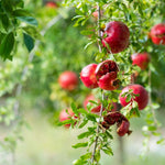 Live Wonderful Pomegranate Plant 4-7" Tall, Hardy Dwarf Pomegranate Tree in 4 Inches Pot, Sweet Edible Fruit Fast Growing Plant for Indoor