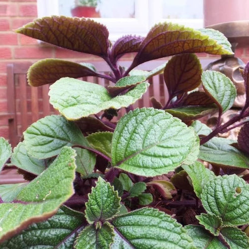 2 Plectranthus Swedish Ivy Plants Live to Grow, in 4 Inch Pot, Swedish Ivy Mint Starter Plants, 4-6" Tall (Purple Swedish Ivy)
