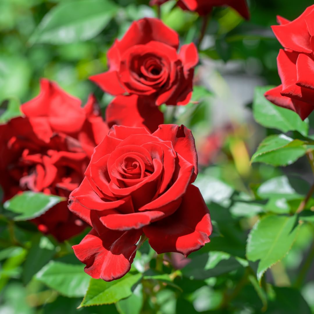 AVERAR Combo 6 Red Don Juan Rose Cuttings, 5–8 Inch Long Starter Cuttings for Planting, Rose Bush Flower Plant for Garden Outdoor Growing