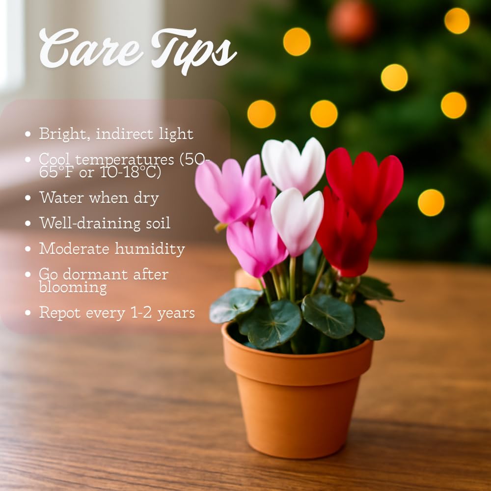 Cyclamen Plant Live in 4'' Pot, Vibrant Indoor Flowering Plants for Planting, Blooms Already, Indoor Outdoor Decoration (Red Cyclamen)