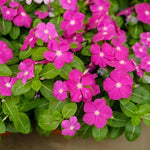 3 Vinca Flowers Plants Live, Minor Periwinkle Live Plants for Outdoor Planting, Random Bloom in 4 Inches Pot, Can Grow as Trailling Plant