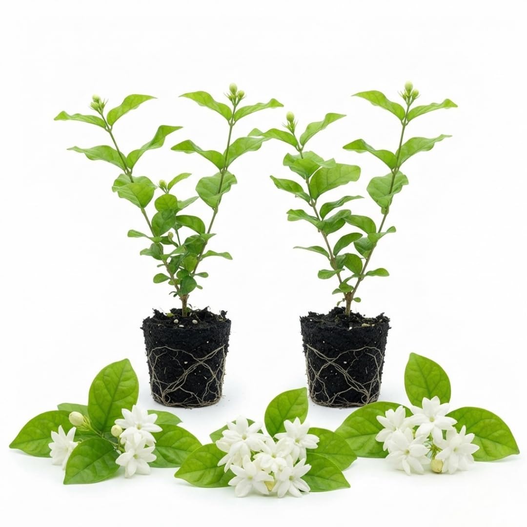 2 Maid of Orleans Jasmine Live Plants, Fragrant Flowering Shrubs, 4-6" Tall