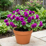 Impatiens Plant Live, Purple Double Impatiens Plant, 4-8 Inches Tall, Vibrant Perennial Flowers for Containers, Hanging Baskets and Garden Borders