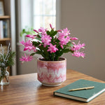 2 Pink Christmas Cactus Live Plants, Easy Care Houseplant, 4-7'' Tall