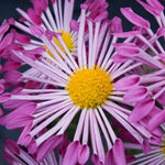 Chrysanthemum Flower Plant, Mums Plant Live, 5 to 7 Inc Tall Chrysanthemum Plants Live for Gardening Outdoor Indoor Planting, Yellow Pink Flower, Mum Live Plant