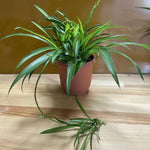 Set 2 Curly Spider Live Plant, Green Curly Spider Plants Live, Vine Houseplant Live for Planting, 4 to 6 Inches Tall