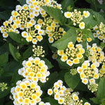 2 Yellow White Lantana Plants Live, Colorful Perennial, Long-Blooming and Very Hardy, Size 5 to 12 Inches in Tall, Well-Rooted, Outdoor Planting