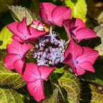 Hydrangea Plant Live Tree, Blooming Garden Bush Hardy Hydrangea Shrub, Pink to Blue Purple Flowering Plant Indoor Outdoor Well-Rooted 5-9 Inc Tall, Stater Plant
