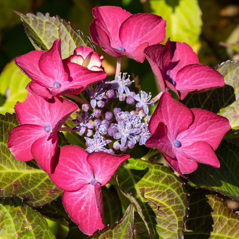 Hydrangea Plant Live Tree, Blooming Garden Bush Hardy Hydrangea Shrub, Pink to Blue Purple Flowering Plant Indoor Outdoor Well-Rooted 5-9 Inc Tall, Stater Plant
