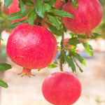 Live Pomegranate Plant, 5–8 Inch Seedling for Garden and Outdoor Growing, Pomegranate Tree for Spring Planting
