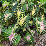 Colocasia Live Plant, 4-8'' Tall, Elephant Ear Plant, Esculenta Taro Alocasia Housplant, Indoor Outdoor Planting (Green Leaf with Pink Veining)