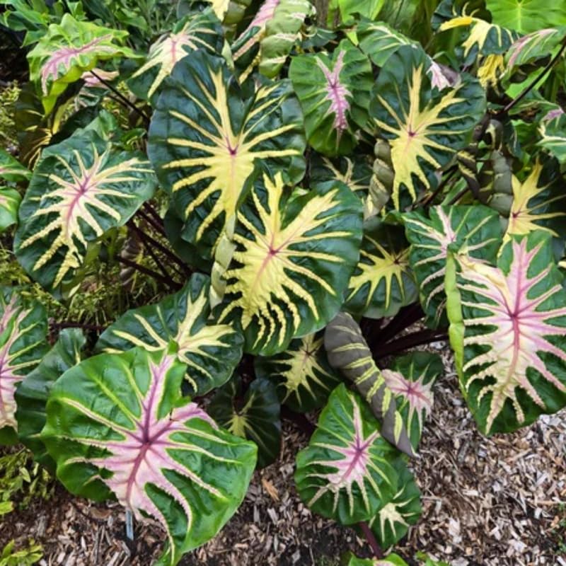 Colocasia Live Plant, 4-8'' Tall, Elephant Ear Plant, Esculenta Taro Alocasia Housplant, Indoor Outdoor Planting (Green Leaf with Pink Veining)