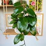 Hoya Quinquenervia Live Plant, Hoya Live Houseplant, Large Leaves, 4-6 inches Tall for Indoor Growing
