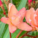 2 Salmon Oleander Plants Live, 5 to 7 Inc Tall, Oleander Flower Shrub Bush Live Plants