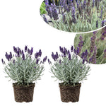 2 Live Blue Lavender Plants for Outside Planting, Perennial Lavandula Plants Live Fragrant Flowers, Well-Rooted 5-8" for Spring Bloom