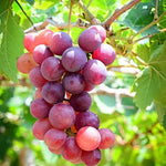 Vibrant Sweet Red Grape Vines Live Plants for Planting, 5-10" Grape Tree for Outdoor Garden, Dormant in Winter, Cold Hardy, Sweet Flavor