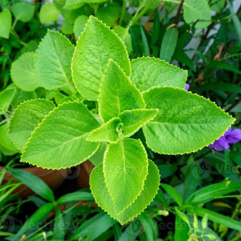 2 Green Cuban Oregano Plants Live, 4-6" Tall Spanish Thyme Mexican Mint for Indoor Outdoor Growing