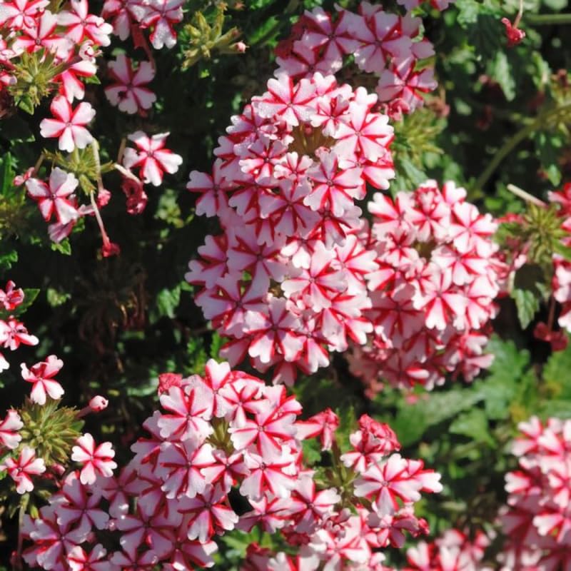 2 Red White Verbena Plants Live, Perennial Ground Cover or Trailing Bushes Shrubs, 5-9 Inches Tall, Verbena Flower for Planting