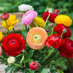 25 Ranunculus Bulbs for Spring Planting, Perennial Flowers Bulbs for Gardens, Vibrant Peony Buttercup Corms for Outdoor Borders (Mix Ranunculus)